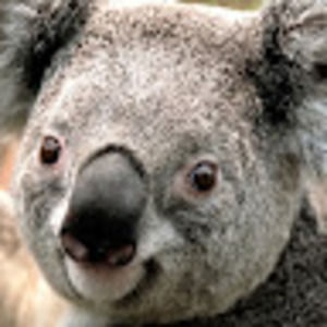 Meet your Posher, Sheila